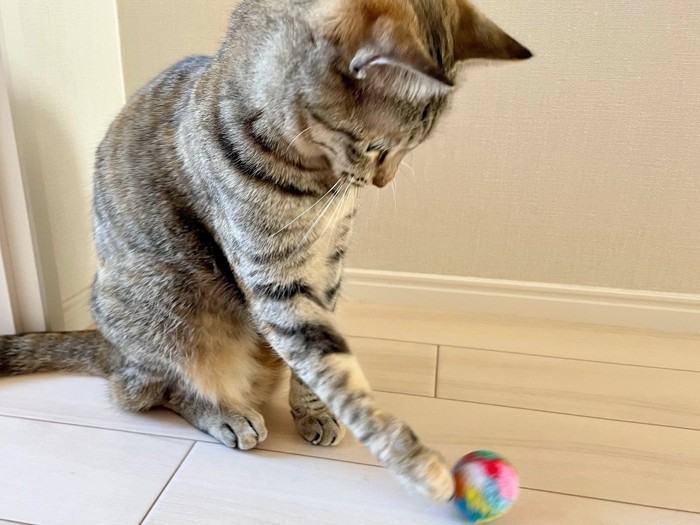 毛糸のボールで遊ぶ猫