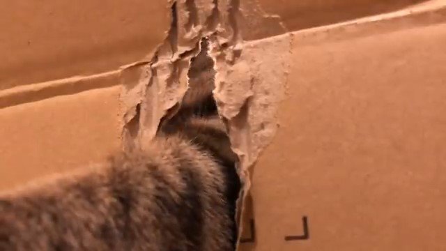 段ボールの穴から出る猫の前足