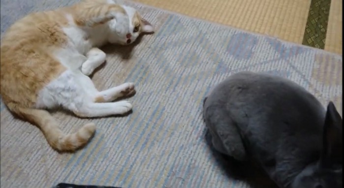 呆然とする猫