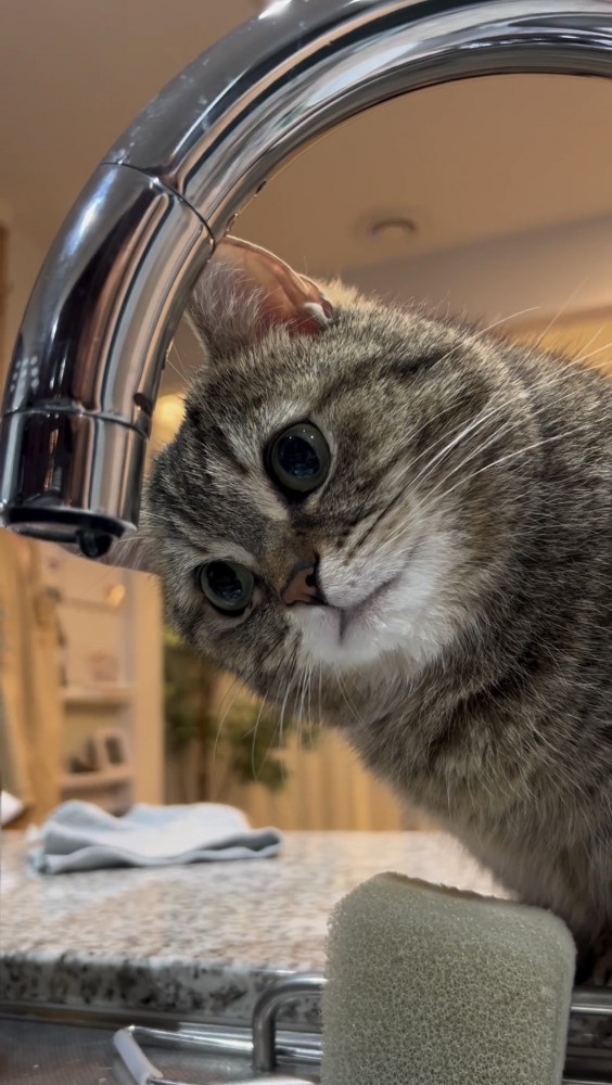 水滴を見つめる猫