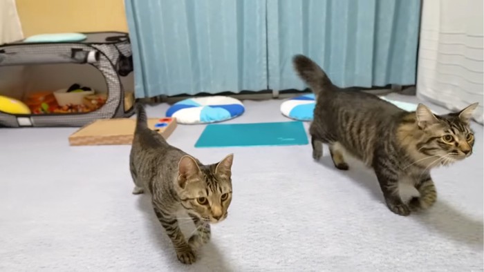 ダッシュする2匹の猫