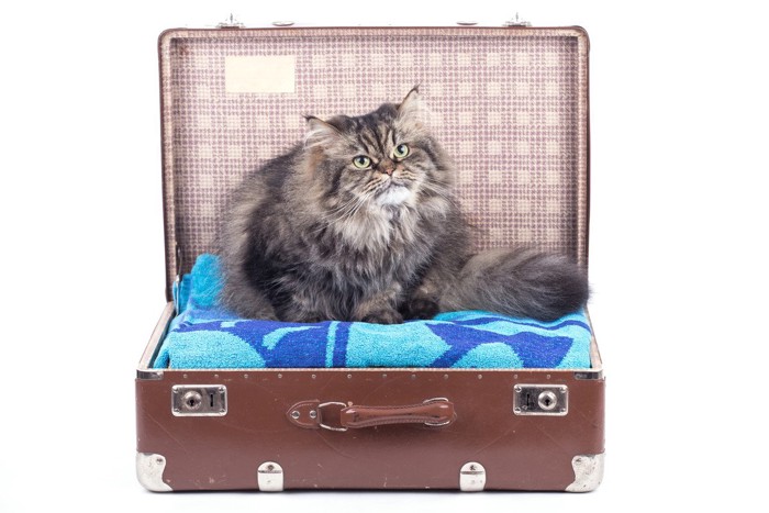 スーツケースに入り込む猫