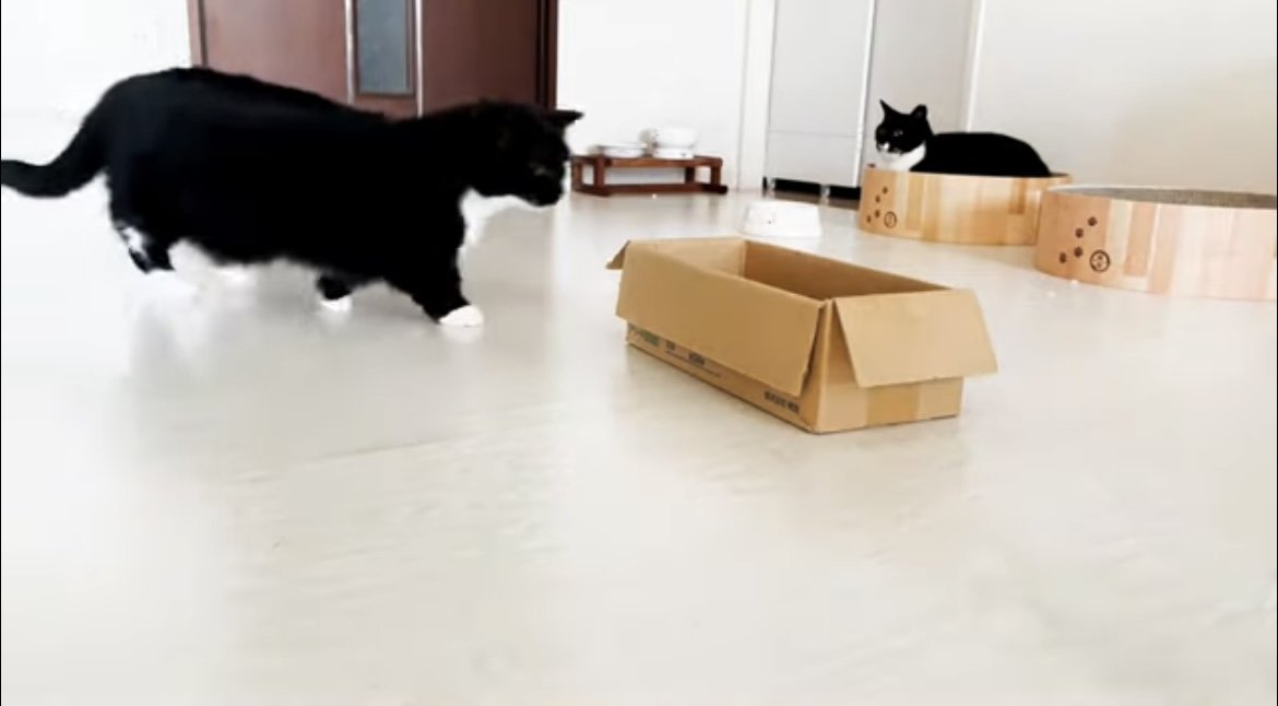 お気に入りの箱を見つけた猫