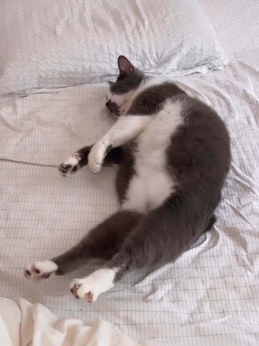 足を伸ばして少し横を向いて寝る猫