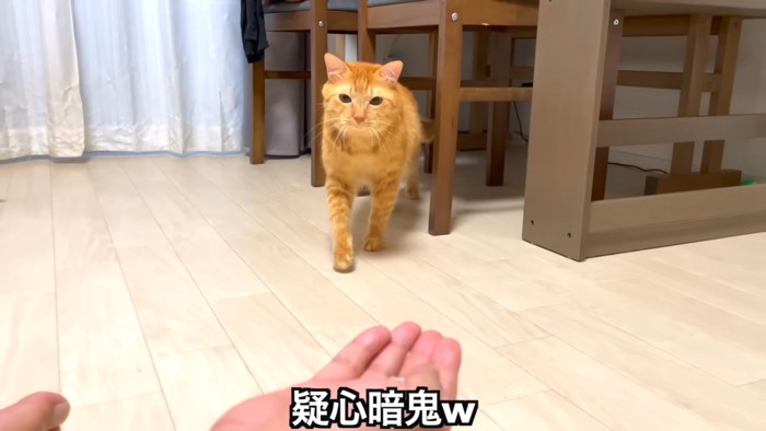 足を止める猫