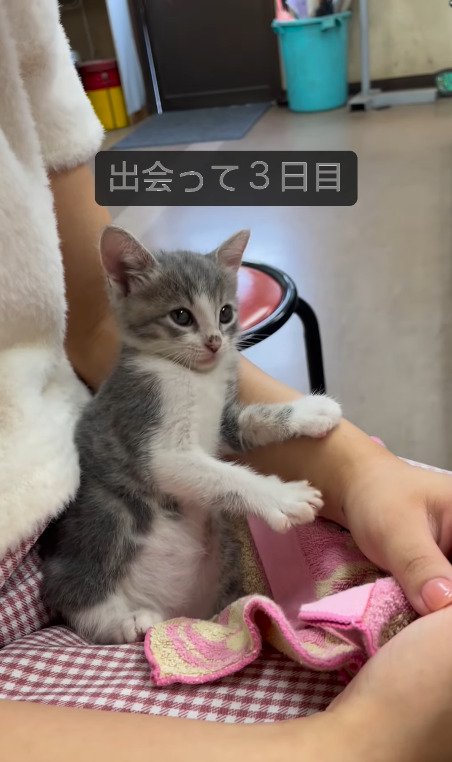 大人しく座っている猫