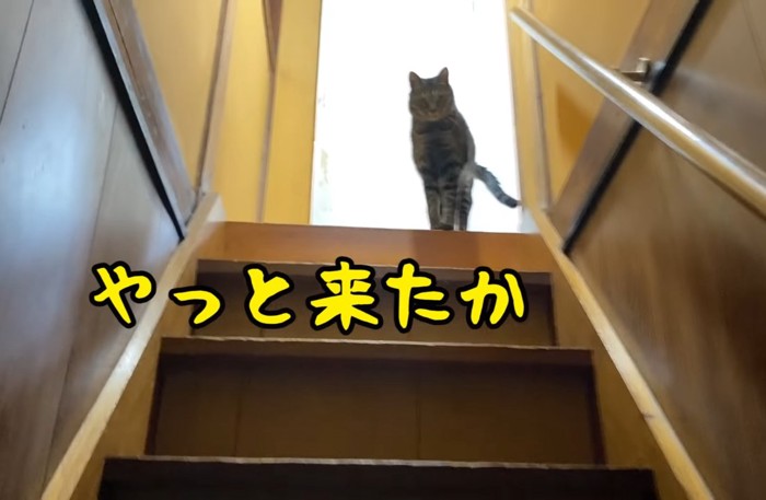 階段の上の猫