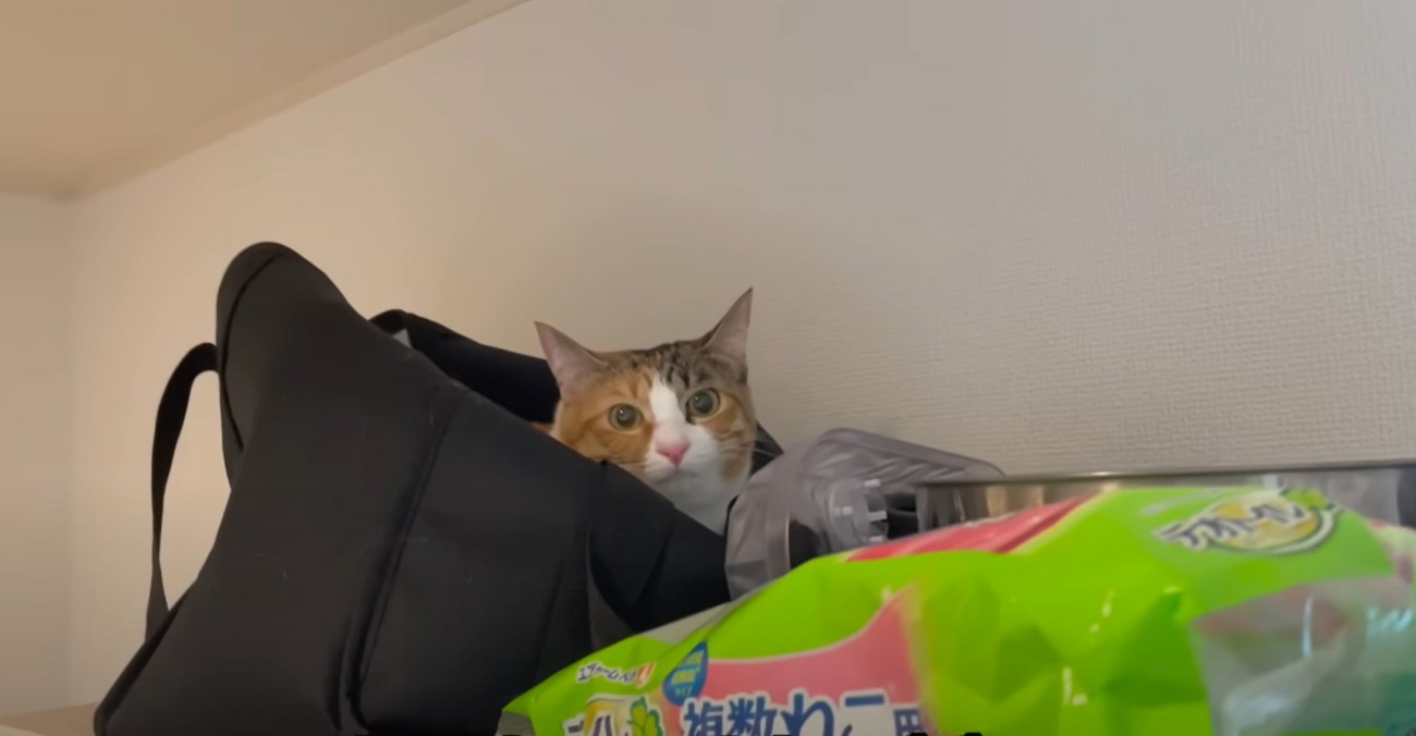 バッグの中に猫