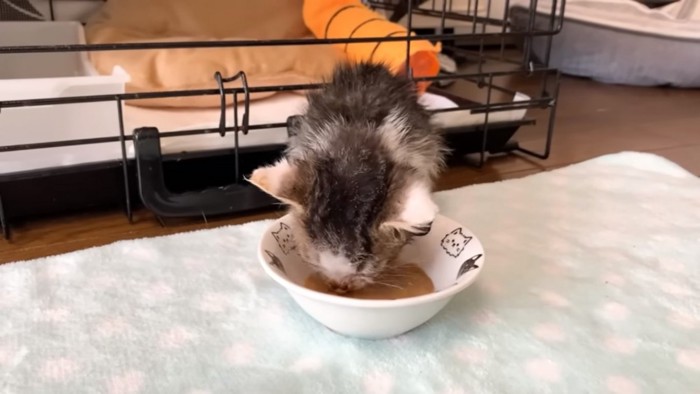 食事中の子猫