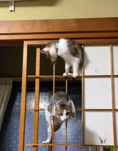 障子枠に上る2匹の猫1