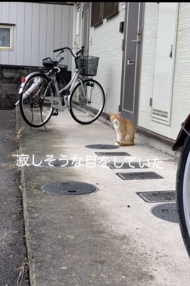 家の前にいる猫