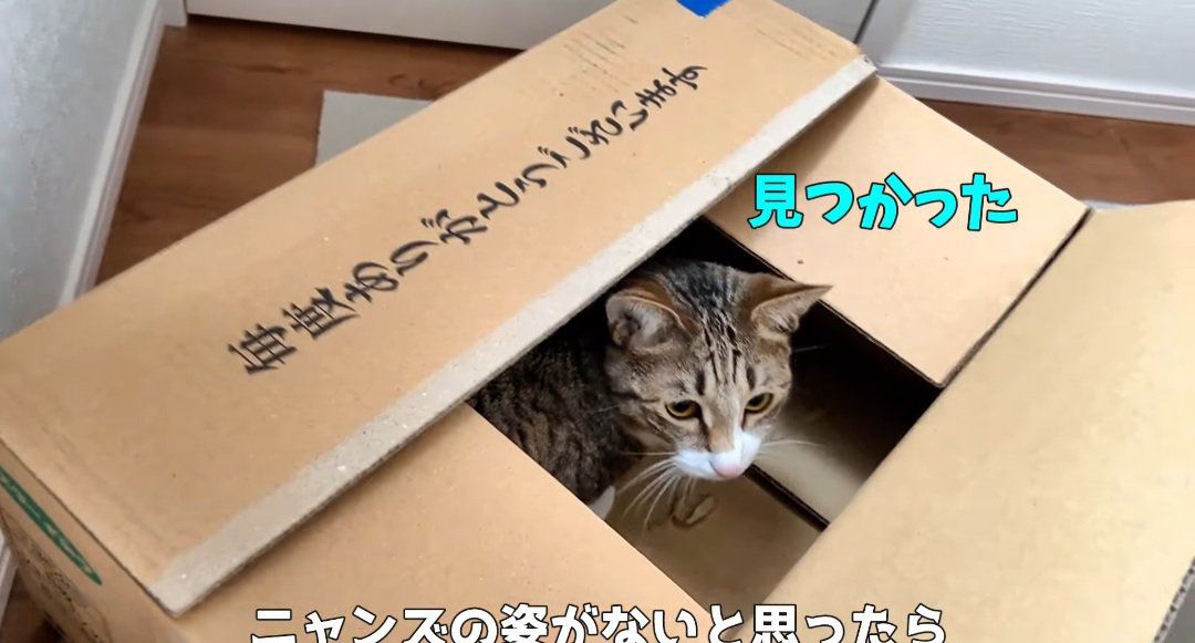 段ボールの中の猫