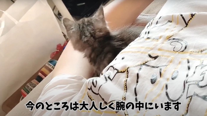 腕の間で向こうを向いている子猫