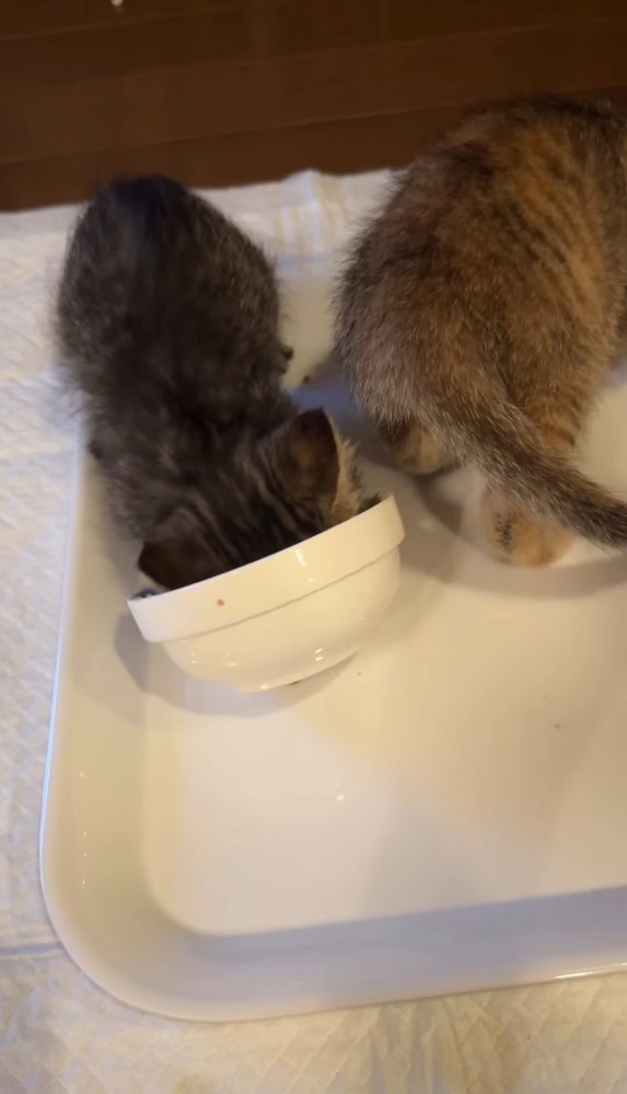 お皿に顔をつっこんで食べる子猫