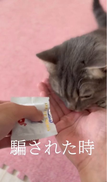 何もない手に顔を入れる猫