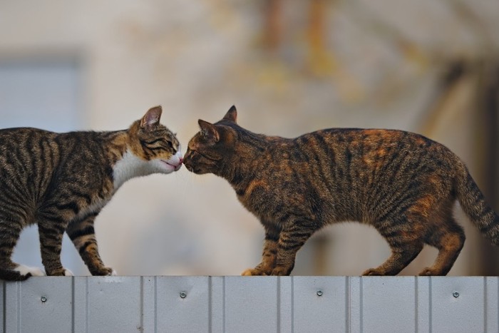 塀の上で鼻をつけ合う2匹の猫