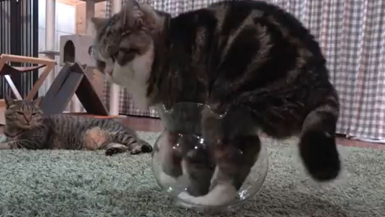 足を金魚鉢に入れている猫