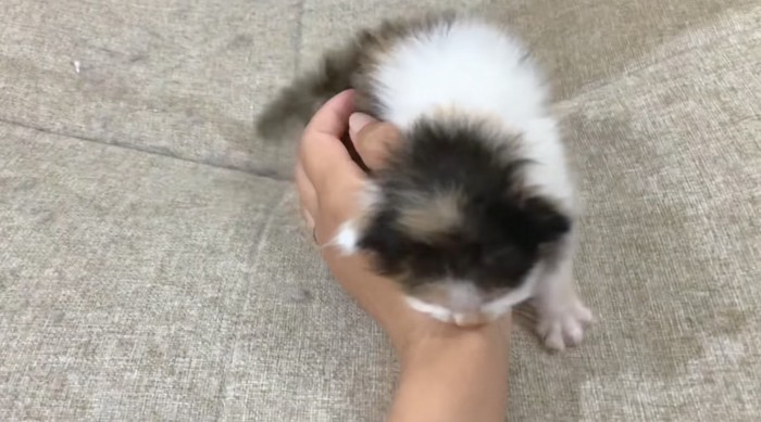 手に戯れる子猫