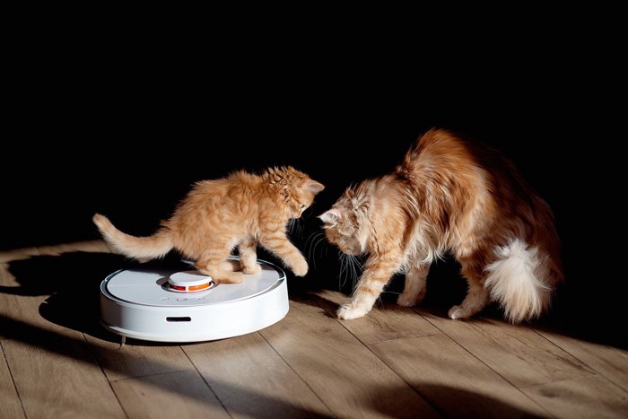 お掃除ロボットで遊ぶ2匹の猫