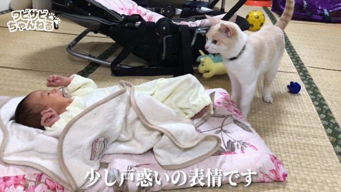 赤ちゃんを見る猫