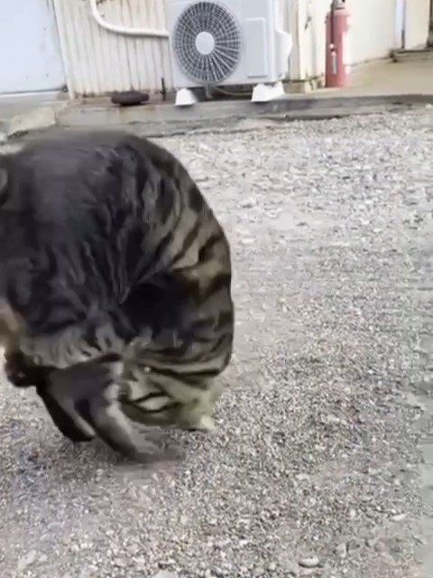 前足で後ろ足を抱える猫