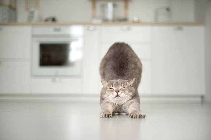 キッチンで伸びをする猫