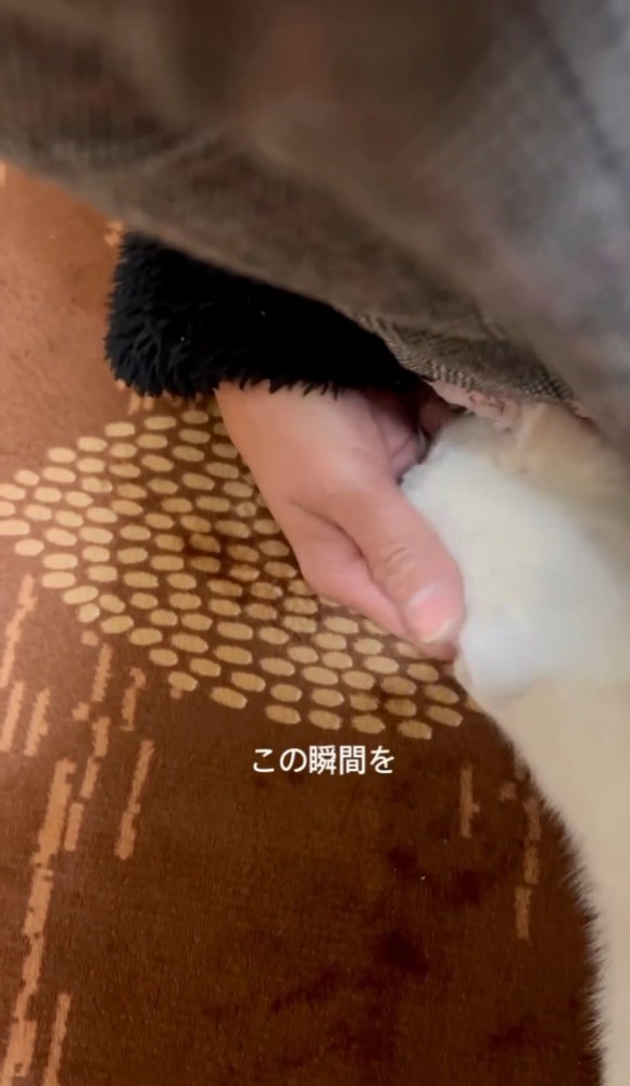 子猫を撫でる女性の手