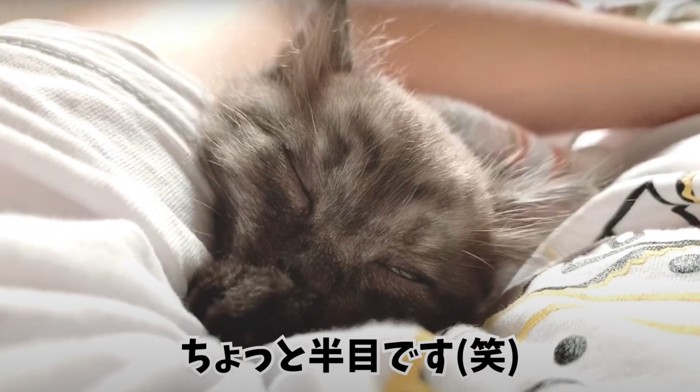 半目で寝ている子猫