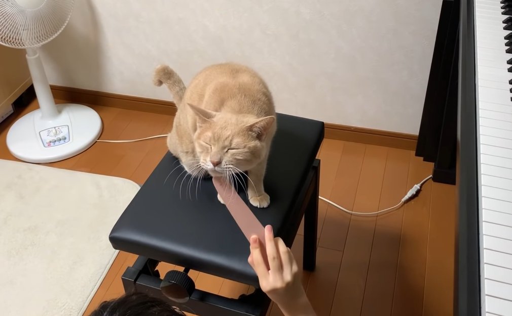 ねこじゃすりで顎の下を撫でられている猫