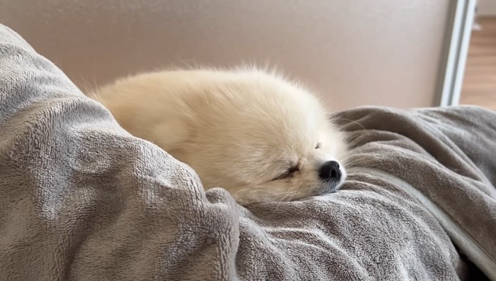 眠っている犬