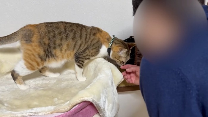 ベッドの上で指を嗅ぐ猫ちゃん