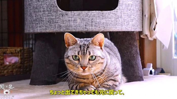 ハウスの下から出てきた猫