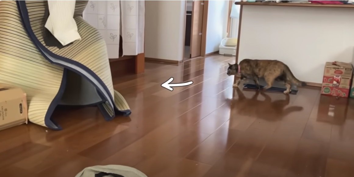 ゴザに近づく猫