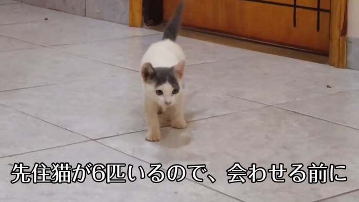 歩いてくる子猫