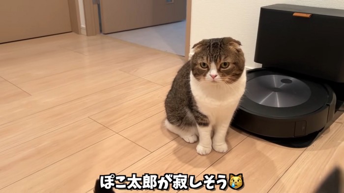 おすわりする猫