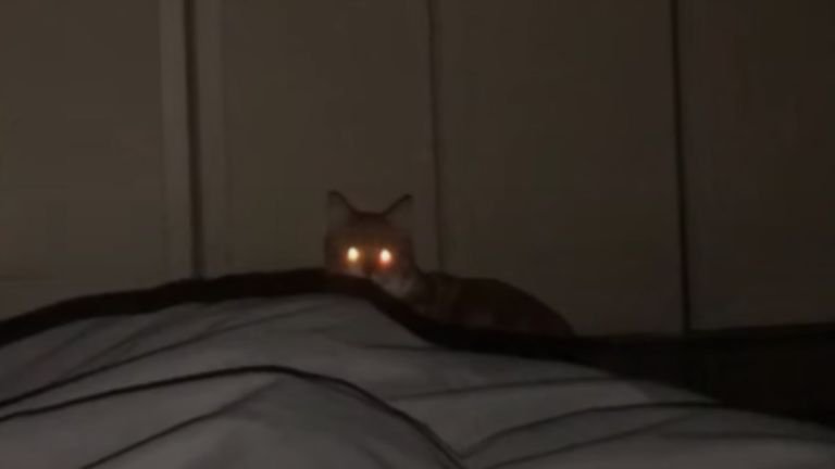 目が光っている猫