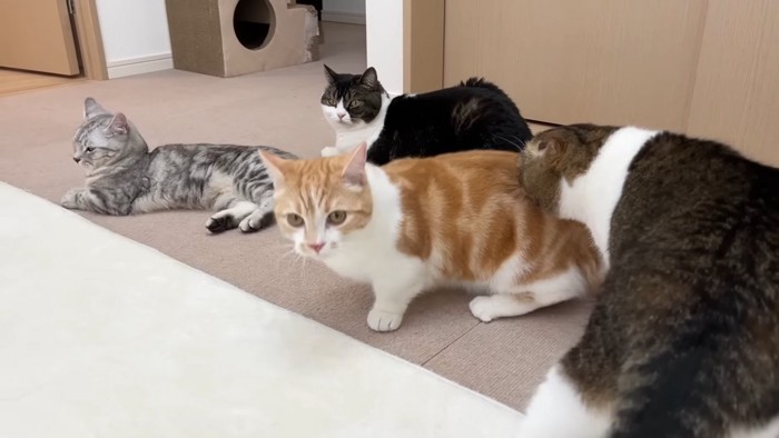 4匹の猫