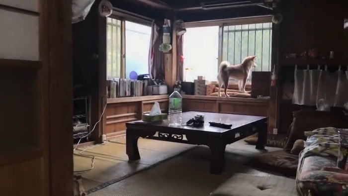 窓から外を見る犬