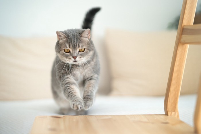 椅子に飛び移ろうとする猫