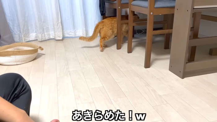 逃げる猫