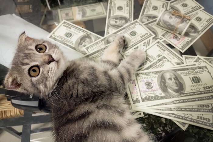 ドル札を数える猫