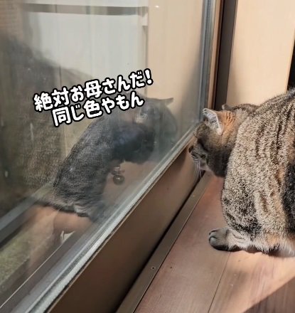 窓に近づき匂いを嗅ぐ猫（画像内：絶対お母さんだ！同じ色やもん！）