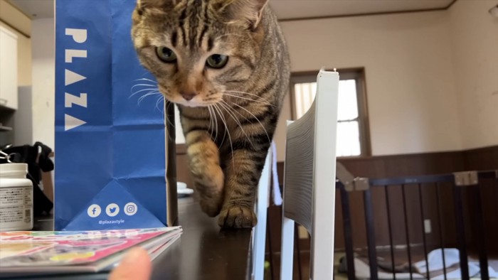 テーブルの上を歩く猫