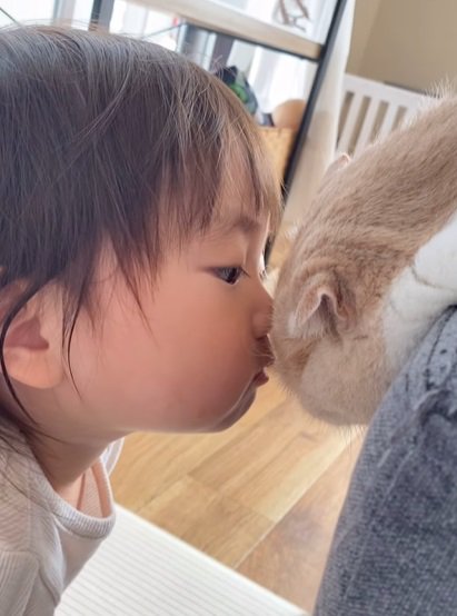 猫に鼻を付ける子供