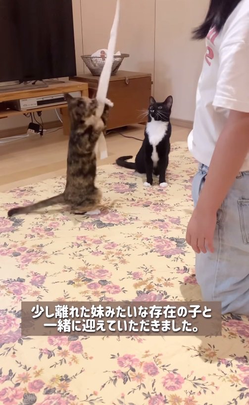 少女と遊ぶ2匹の猫