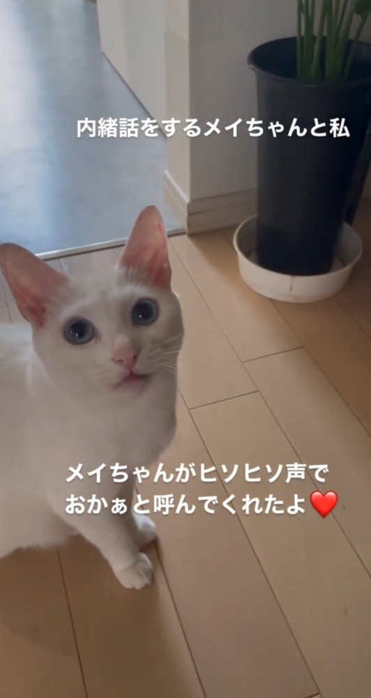 横向きで見上げる猫