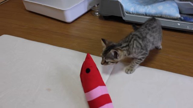 けりぐるみに鼻を寄せる子猫