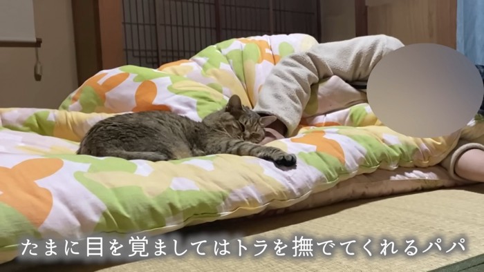 なでられる猫