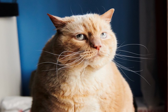 ジロリと見る太った茶トラ猫