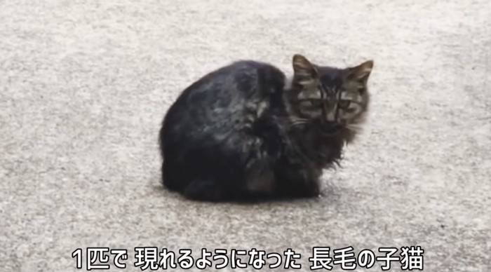 1人ぼっちの子猫